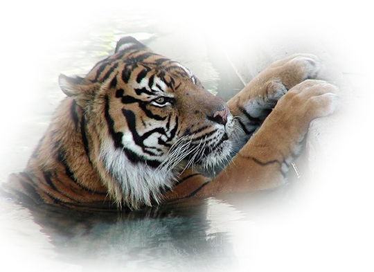 tiger, clip art graphics #14741