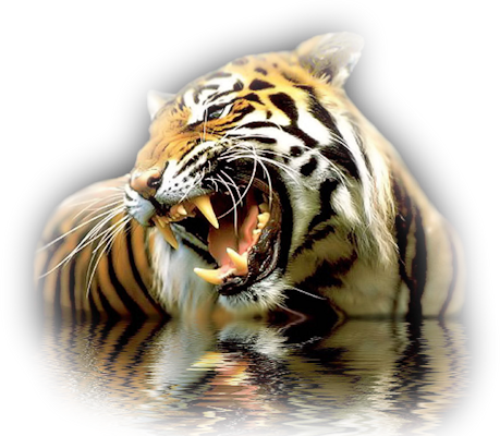 tiger, clip art graphics #14747