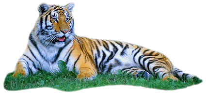 tiger, clip art graphics #14750