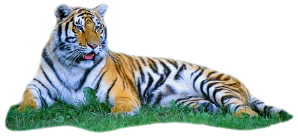 Tiger PNG Transparent Images, Tiger Face, Angry Tiger, Animal