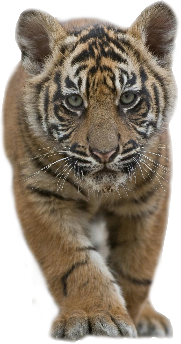 tiger cub stalking transparent image #14757