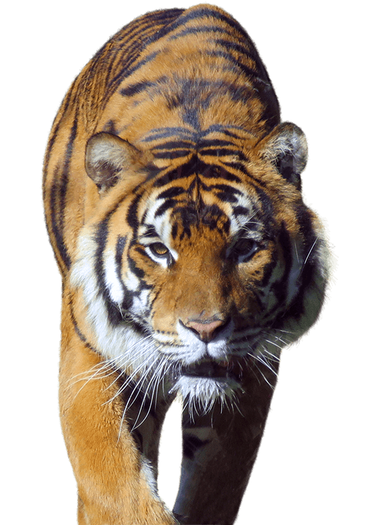 Tiger PNG Transparent Images, Tiger Face, Angry Tiger, Animal