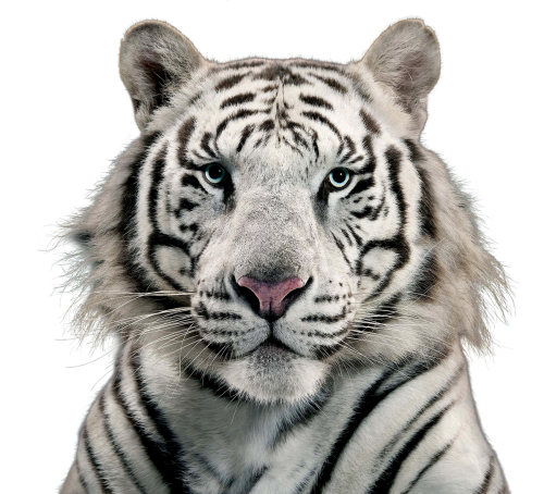 tiger face png #14758