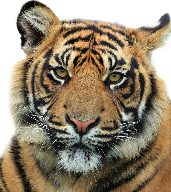 tiger feline animal image pixabay #14728