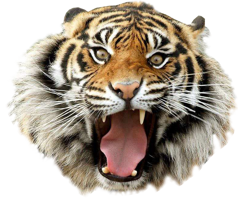 tiger, gallery png images #14700