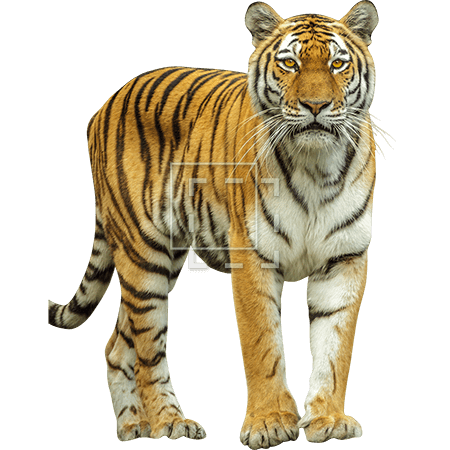tiger immediate entourage #14714
