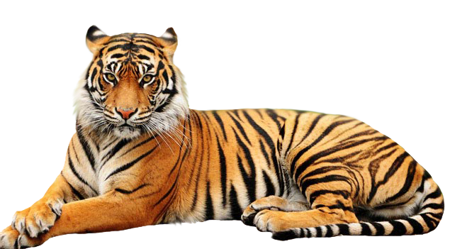 tiger, june midnight graphic #14716
