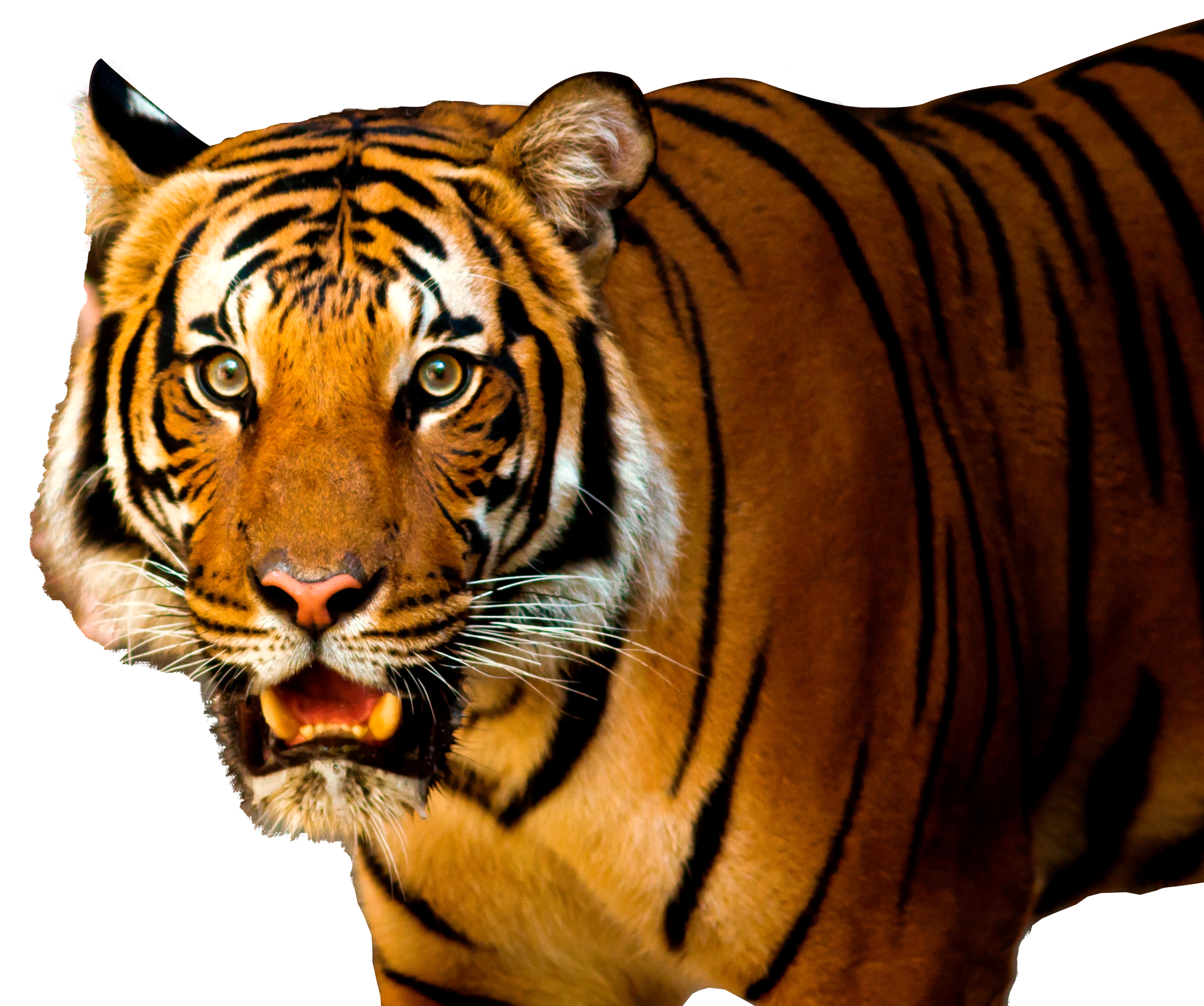 tiger png #14698