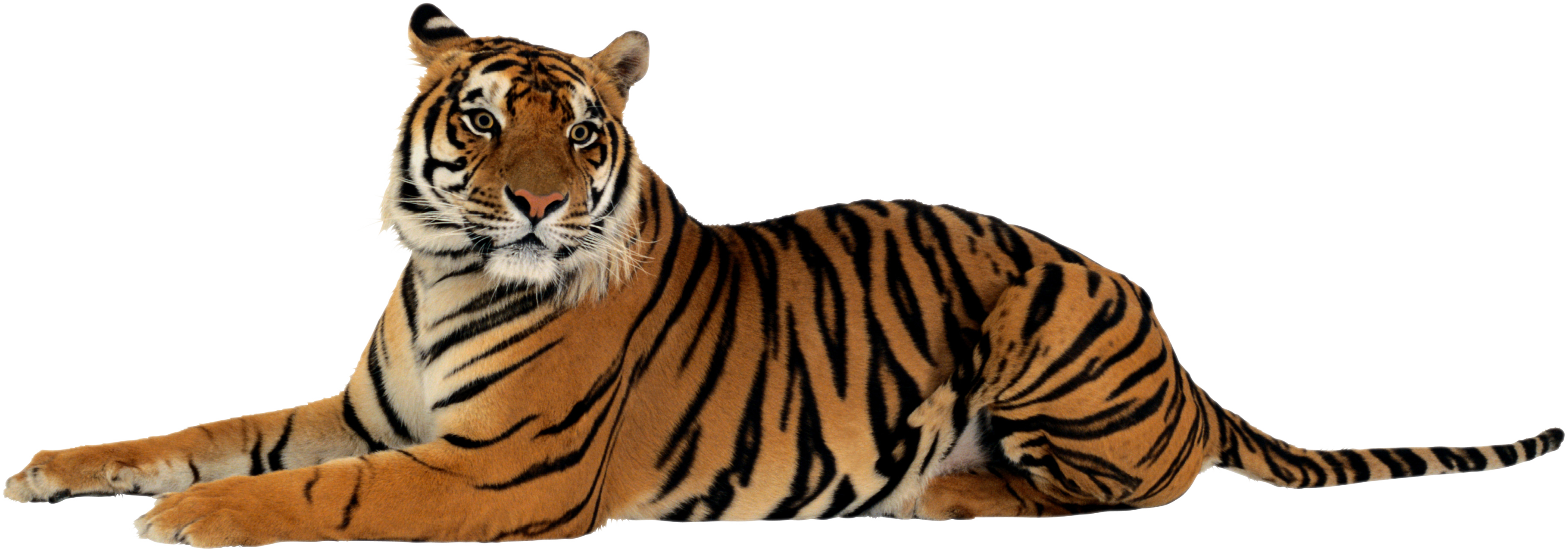 tiger png images the deadly asian cat png only #14722