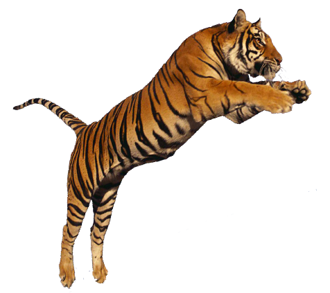 tiger png images the deadly asian cat png only #14751