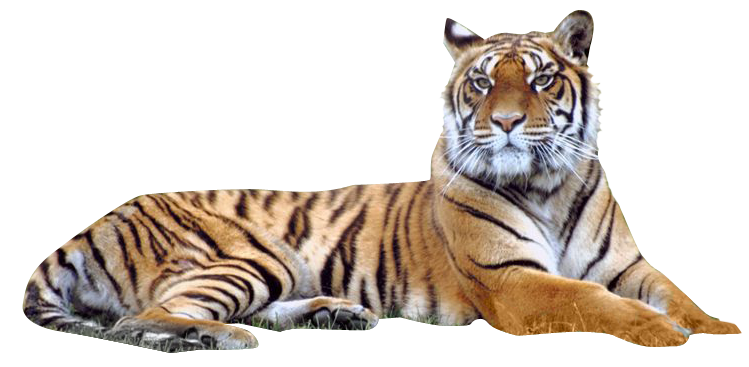 tiger png images the deadly asian cat png only #14707