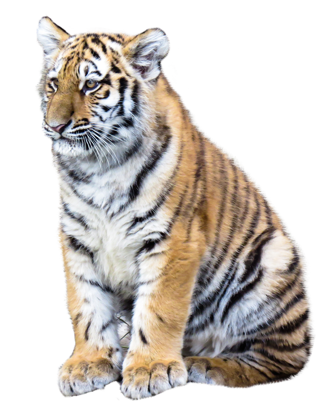 tiger png transparent image pngpix #14727