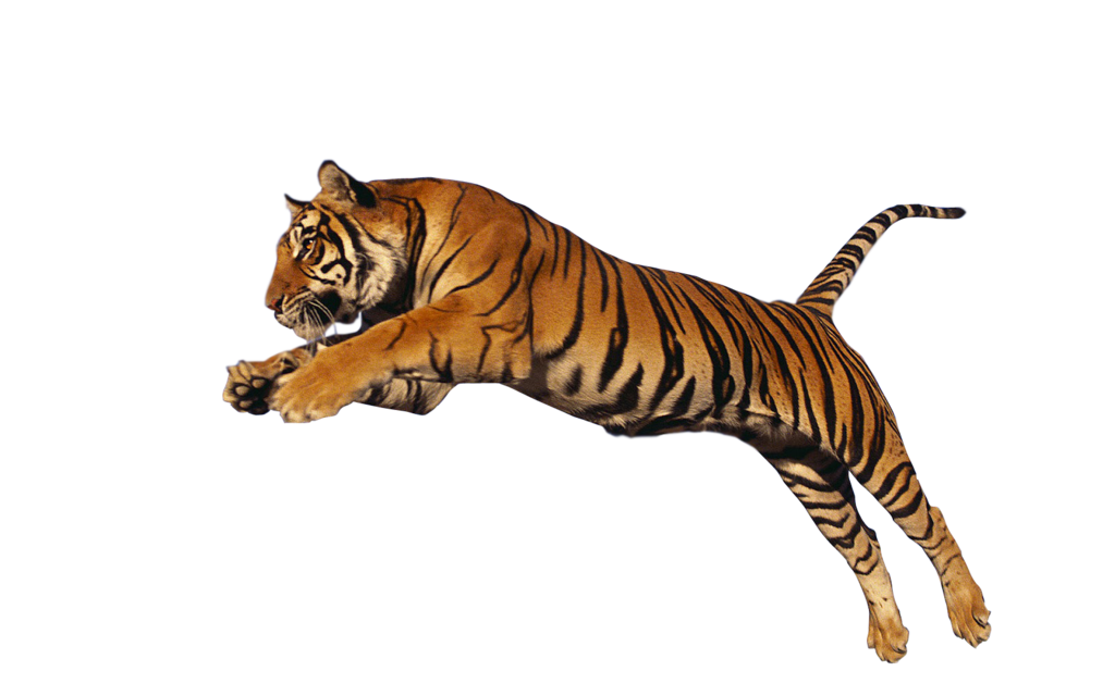 tiger png transparent images #14689