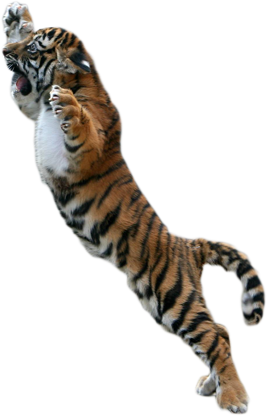 tiger png transparent images pics transparent #14759