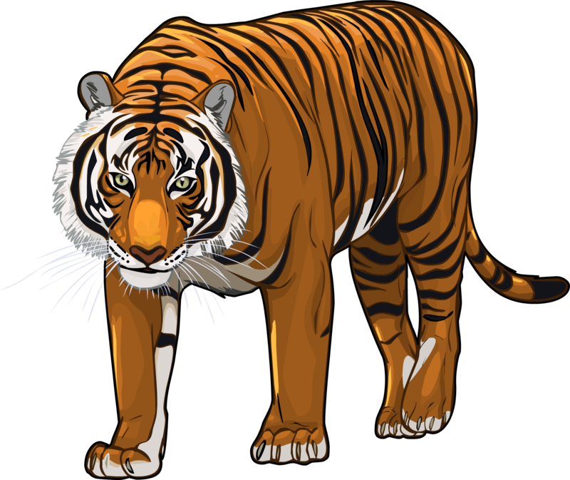 tiger png transparent images pics transparent #14762