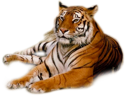 tiger png web icons png #14755