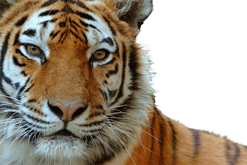 tiger, wildlife environmental conservation organisation wwf #14749