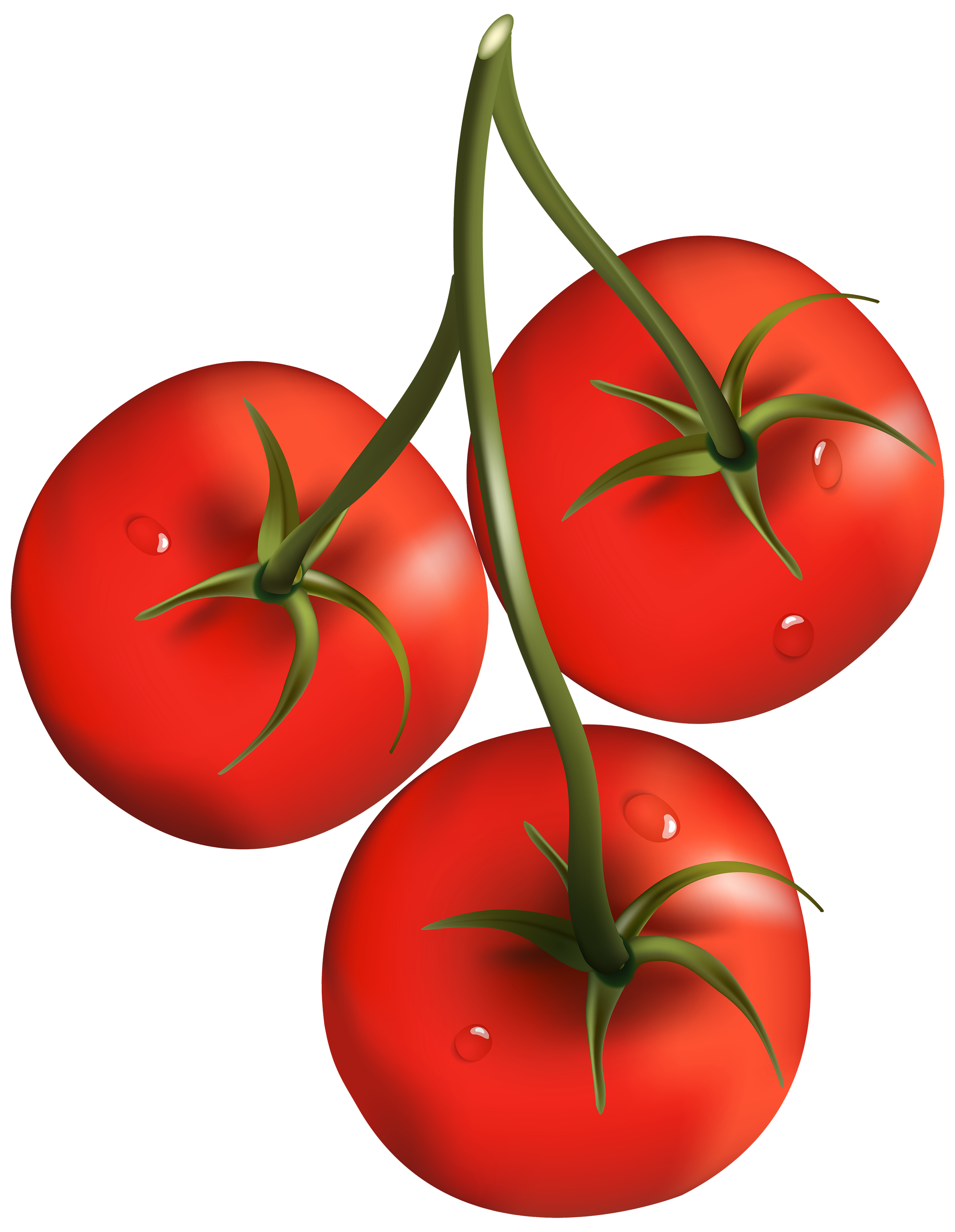 tomato branch png clipart clip art tomato clipart #15575