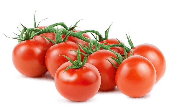 tomato, mucci farms #15554