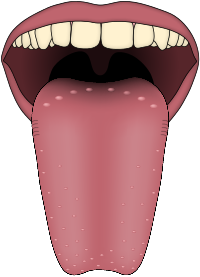 tongue papilas gustativas wikipedia enciclopedia libre #36415