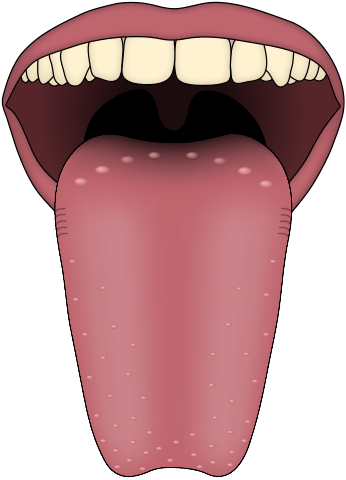 file human tongue taste papillae svg wikimedia commons #37200