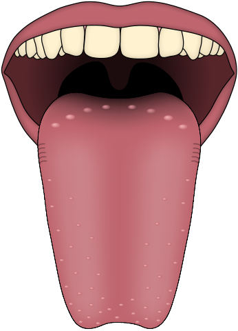 file human tongue taste papillae png image download #37200