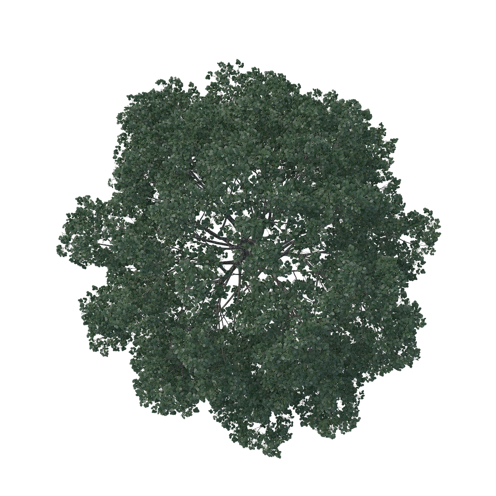 Tree Plan PNG, Top View Trees Clipart Transparent, Free Download - Free