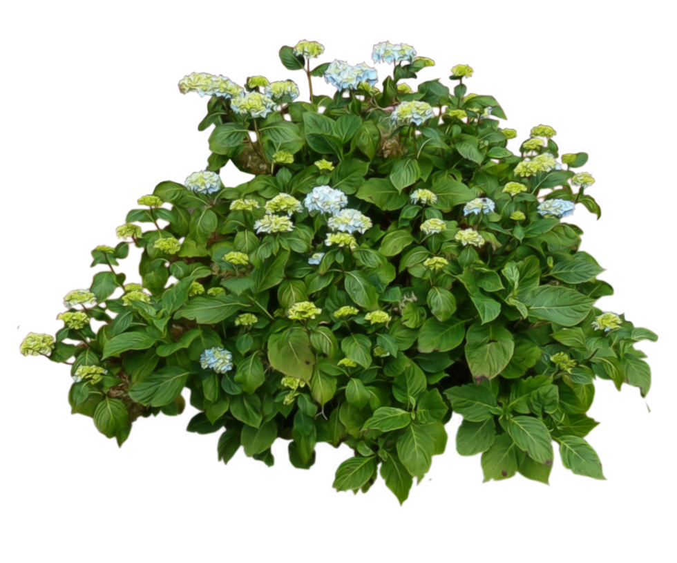 tree plan, hydrangea bush welshdragonnart deviantart #27882