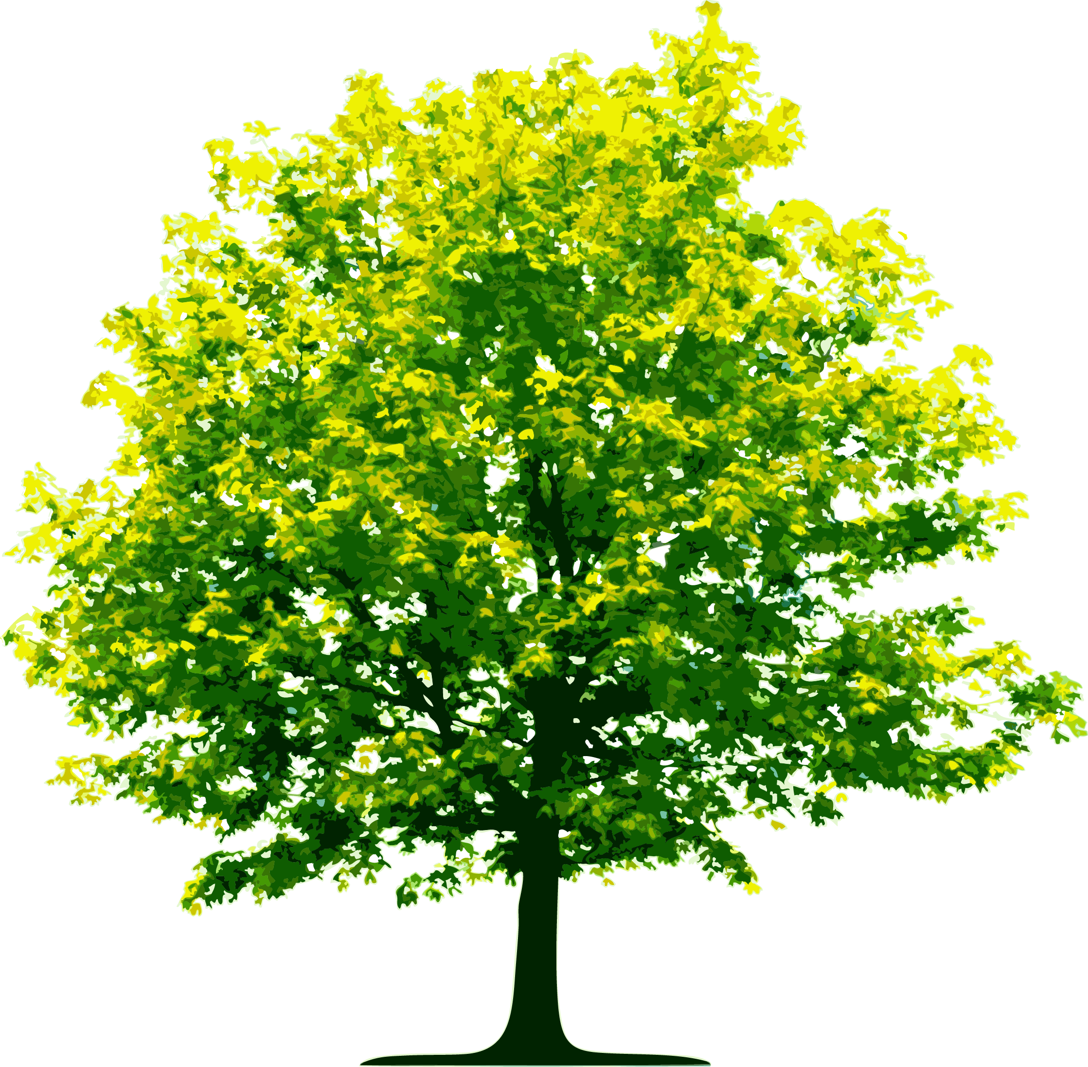 tree plan, top tree transparent png pictures icons and png #27865