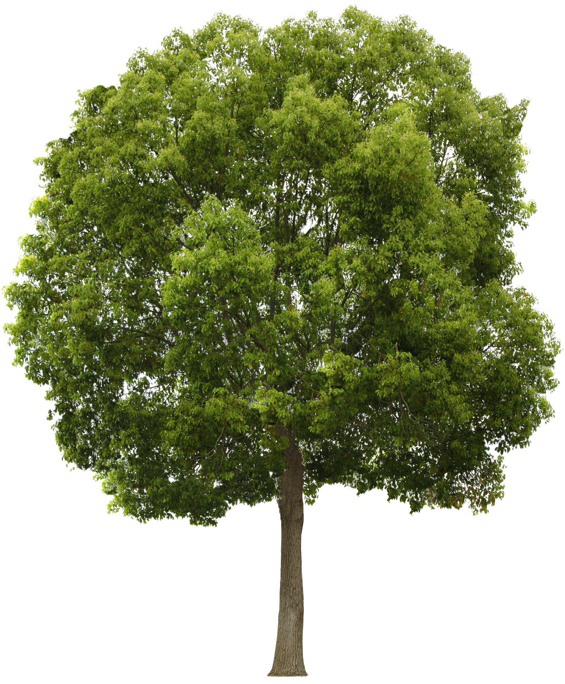 World Tree png download - 399*766 - Free Transparent Portugal png Download.  - CleanPNG / KissPNG