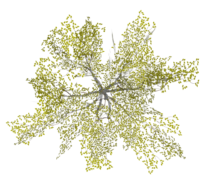 Tree Plan PNG, Top View Trees Clipart Transparent, Free Download - Free