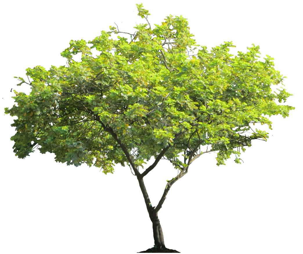 light green tree png tropical plant image #8259