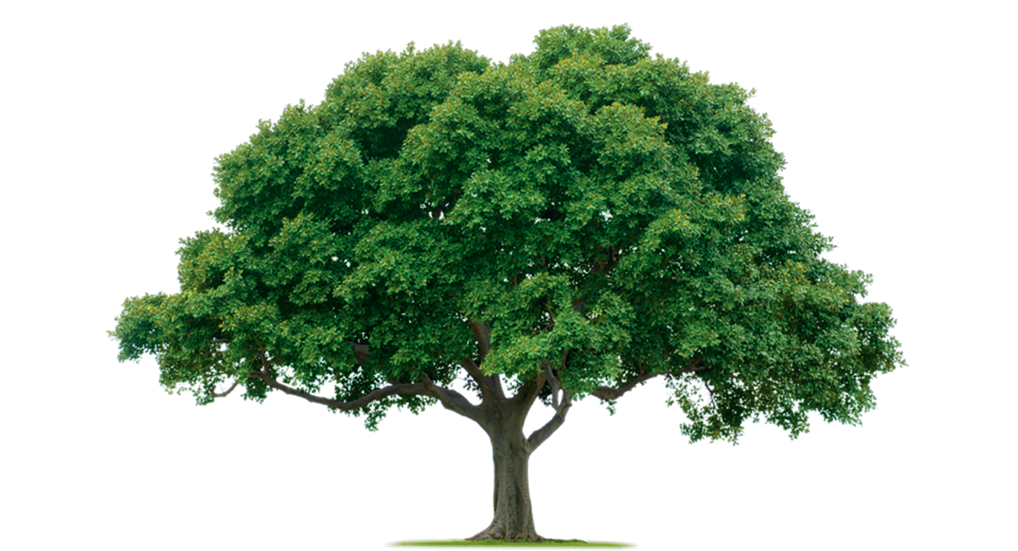 Tree PNG Images, Png Tree Transparent Background - Free Transparent PNG  Logos