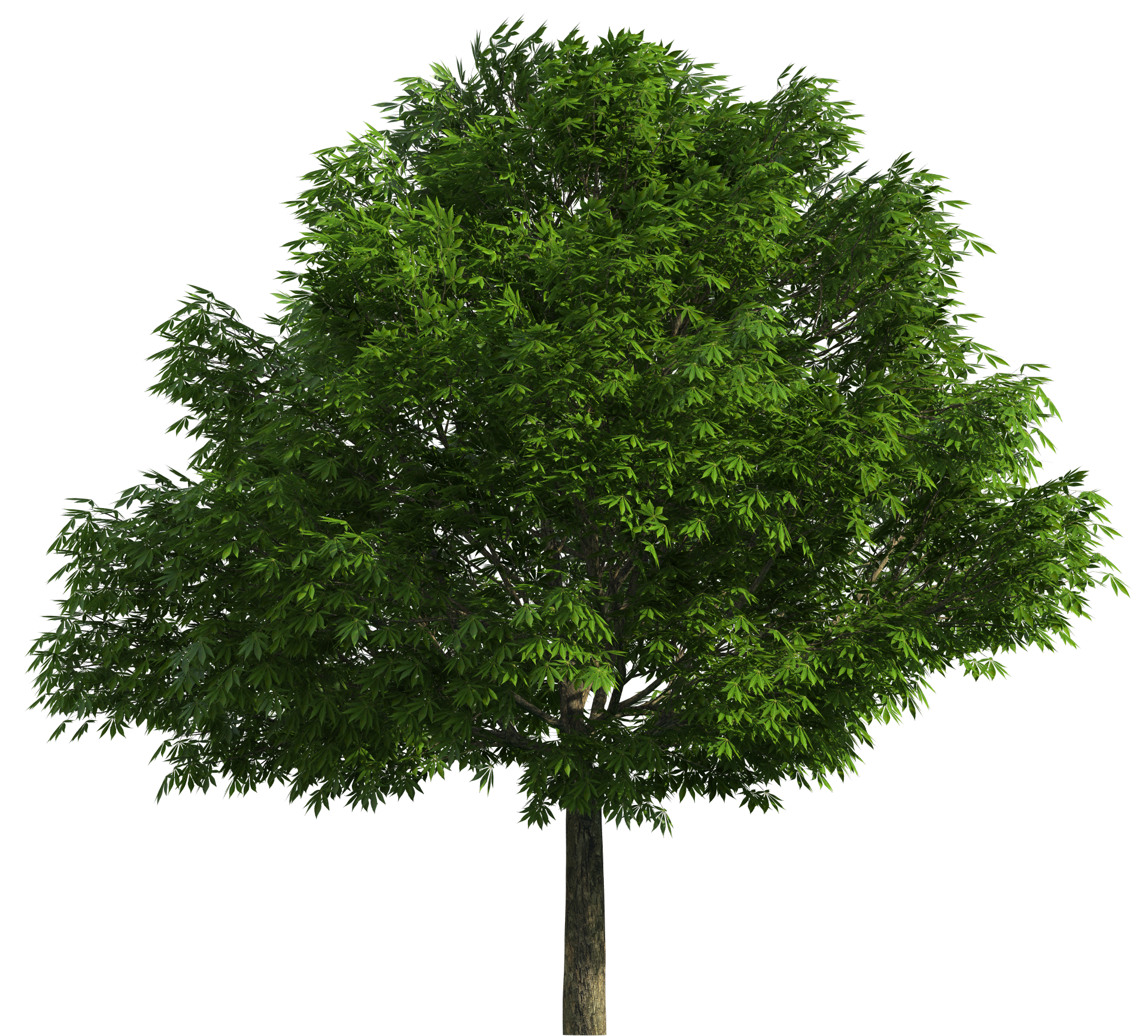 Tree PNG Images, Png Tree Transparent Background - Free Transparent PNG  Logos