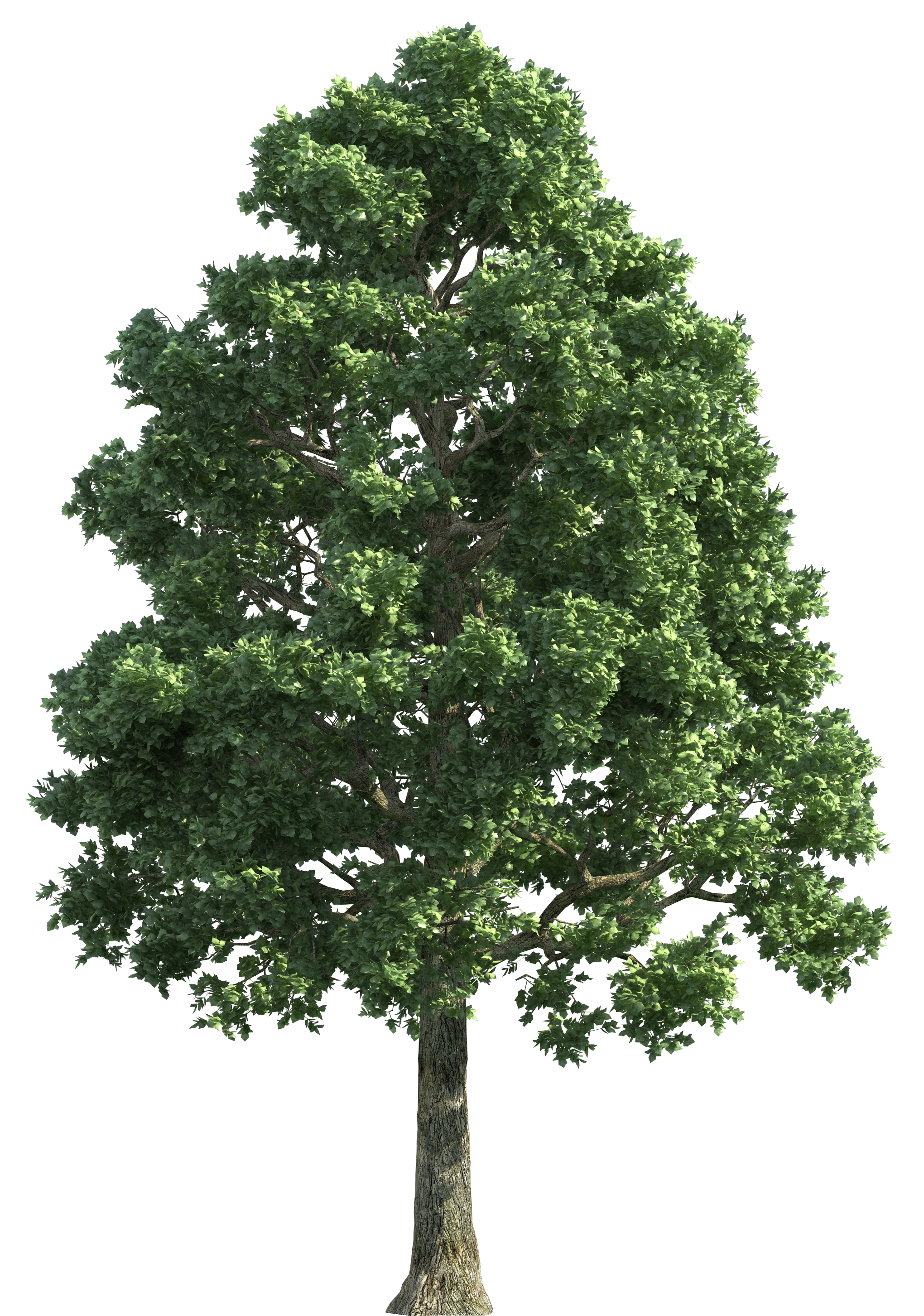 trees follage png #8242