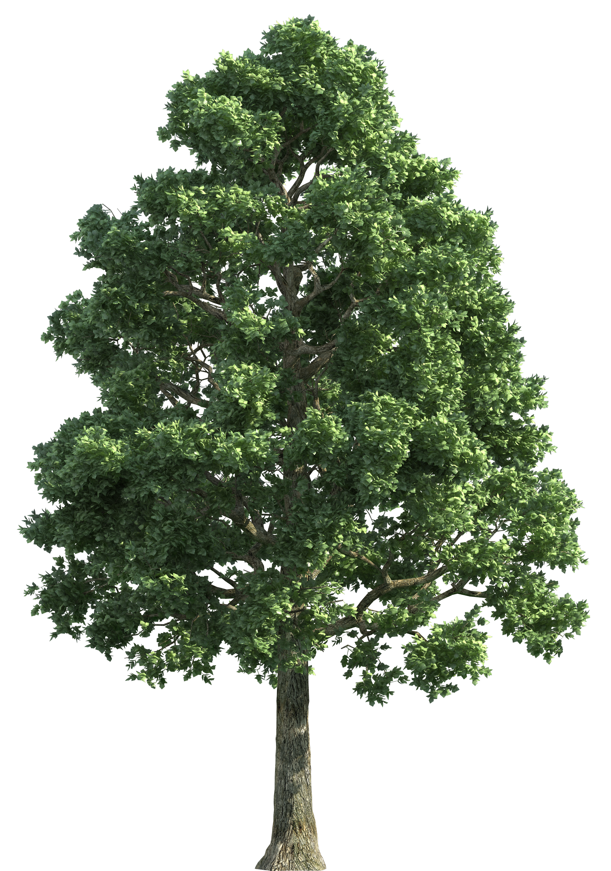 Tree PNG Images, Png Tree Transparent Background - Free Transparent PNG  Logos