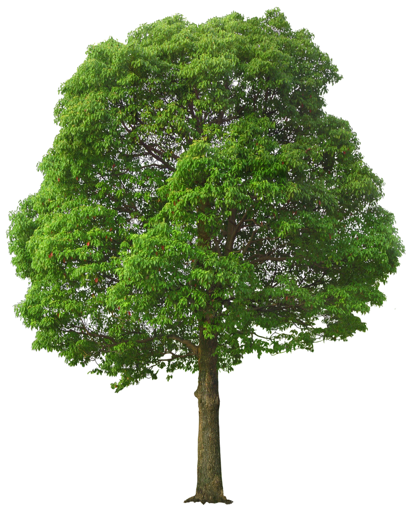 large green tree png picture #8238