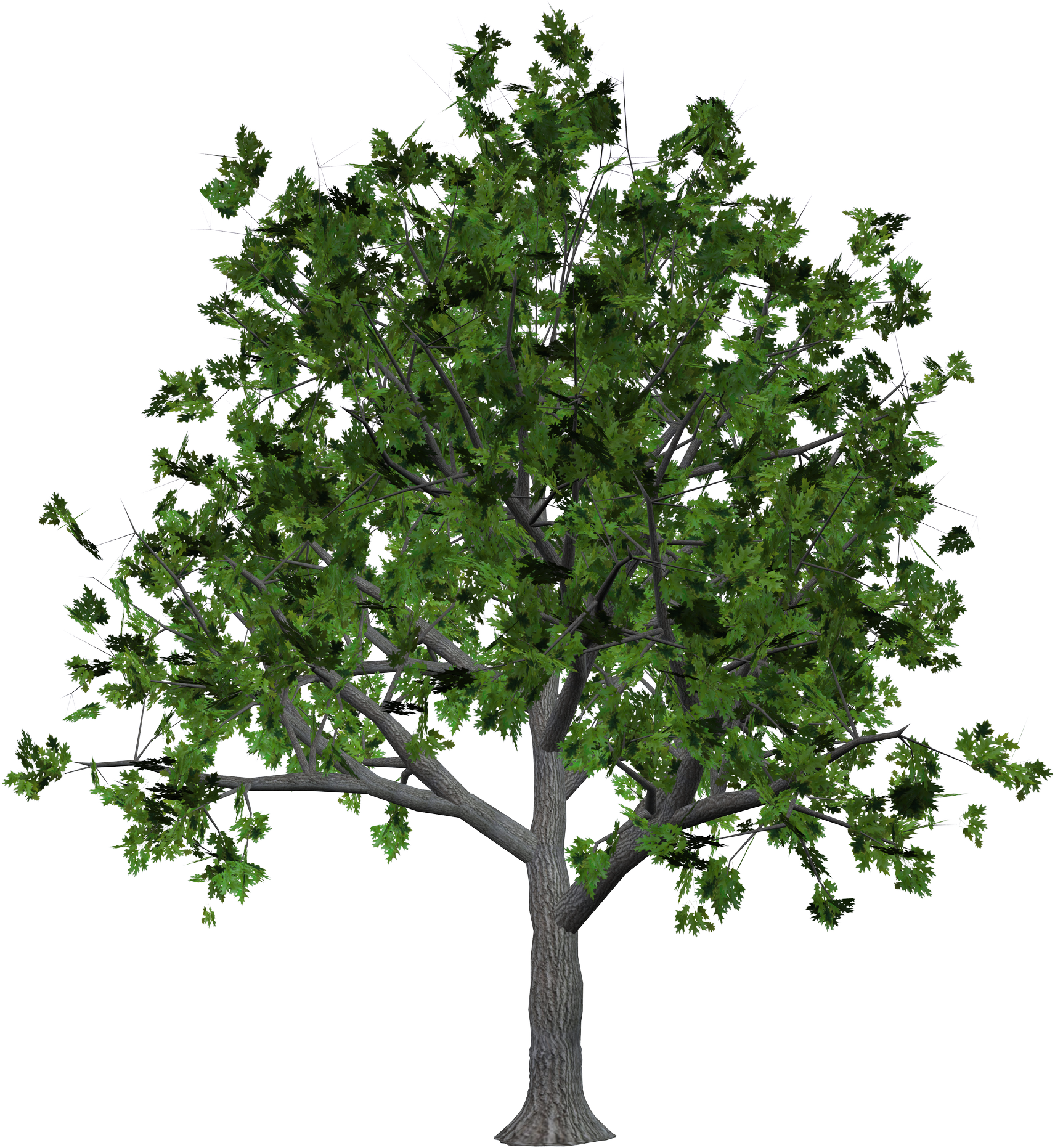 PNG Tree Images, Small, Leaf, Cartoon Trees - Free Transparent PNG Logos