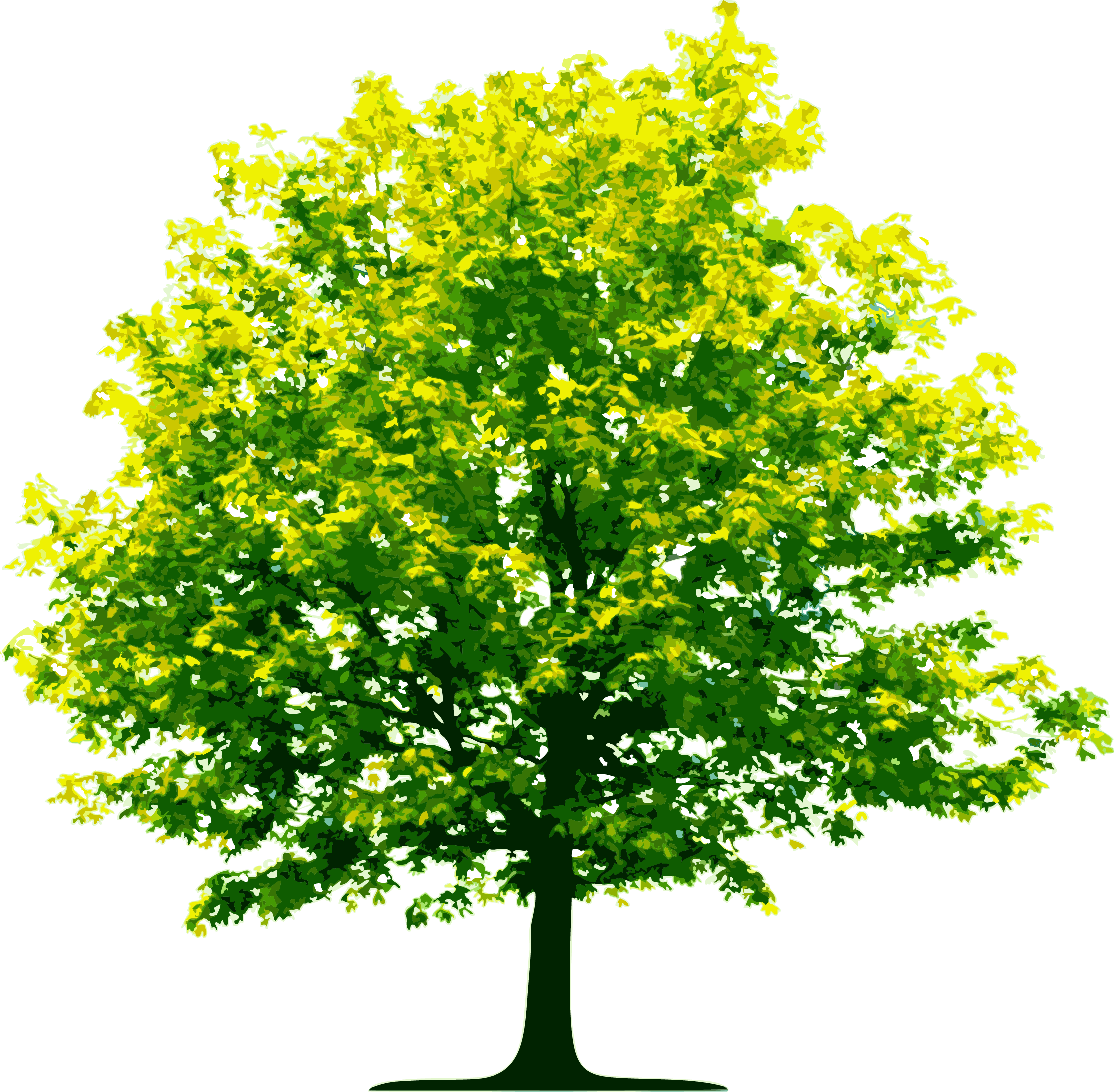 light green leaf tree png #8266