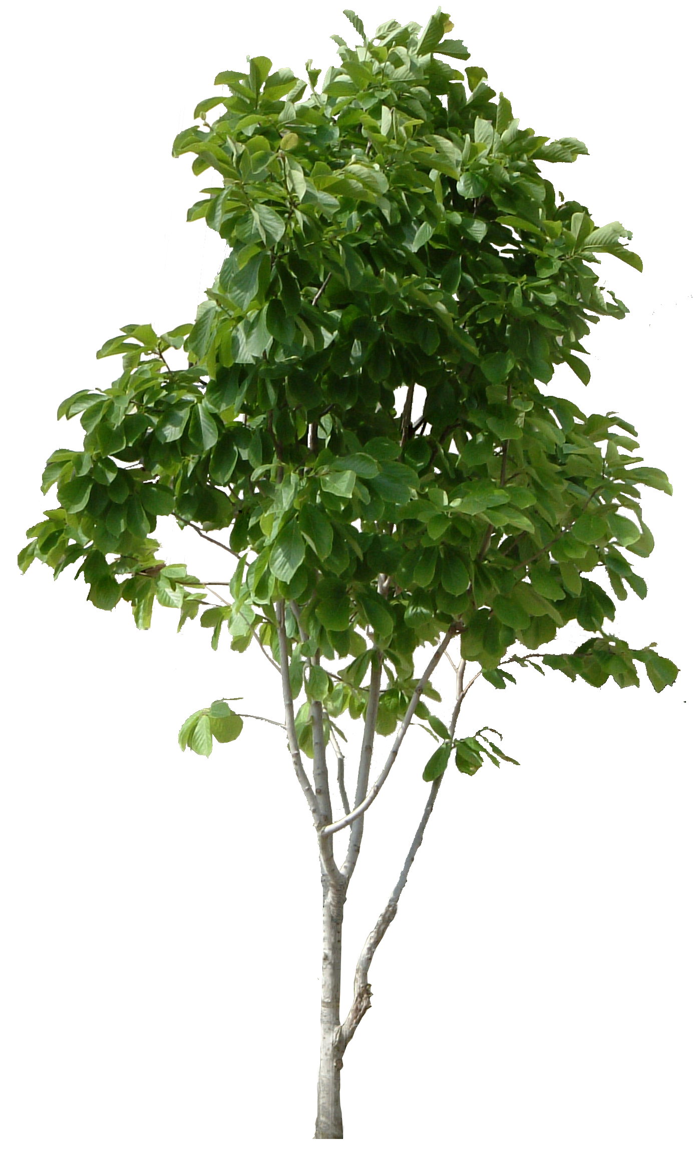 lush tree, tree clipart, maunsell, trees png #8249