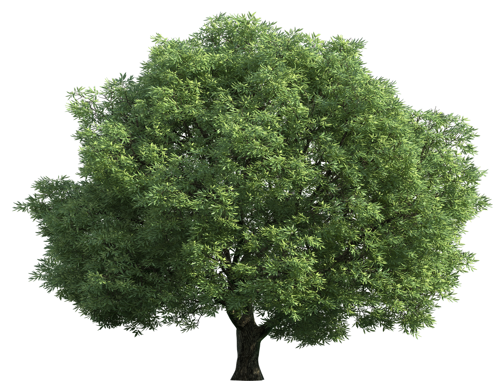 narra tree transparent, green big tree png 8270