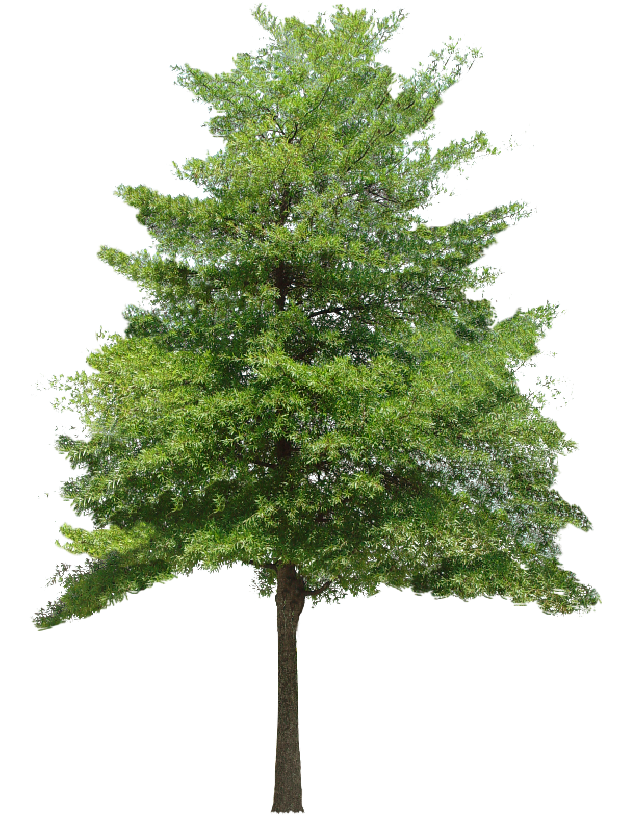 nature trees transparent png #8250