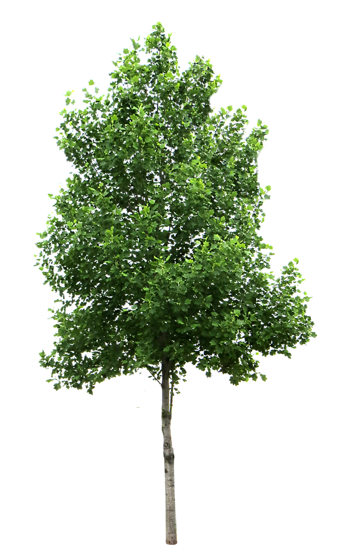 nice small tree transparent picture background #8248