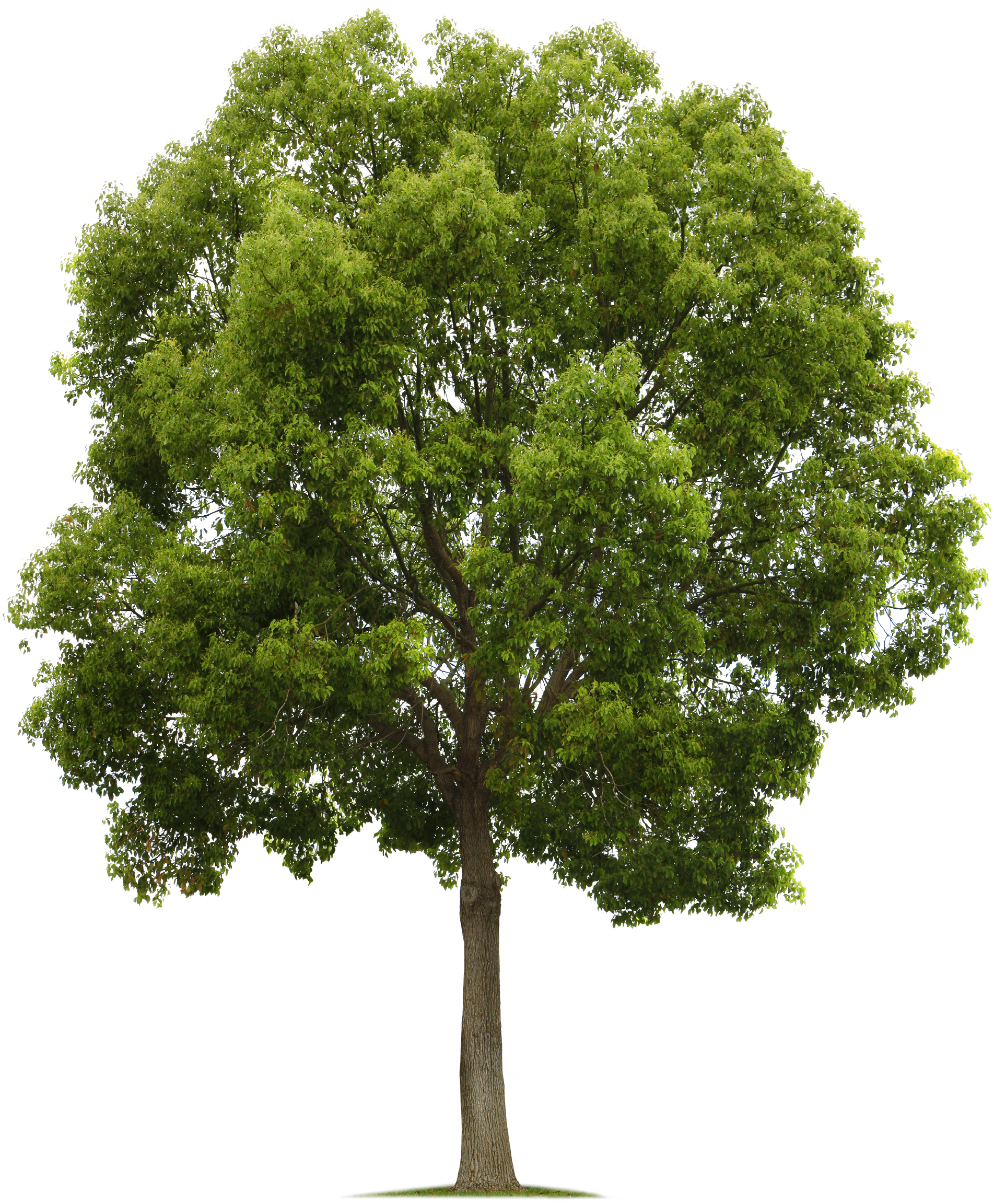 Tree PNG Images, Png Tree Transparent Background - Free Transparent PNG  Logos