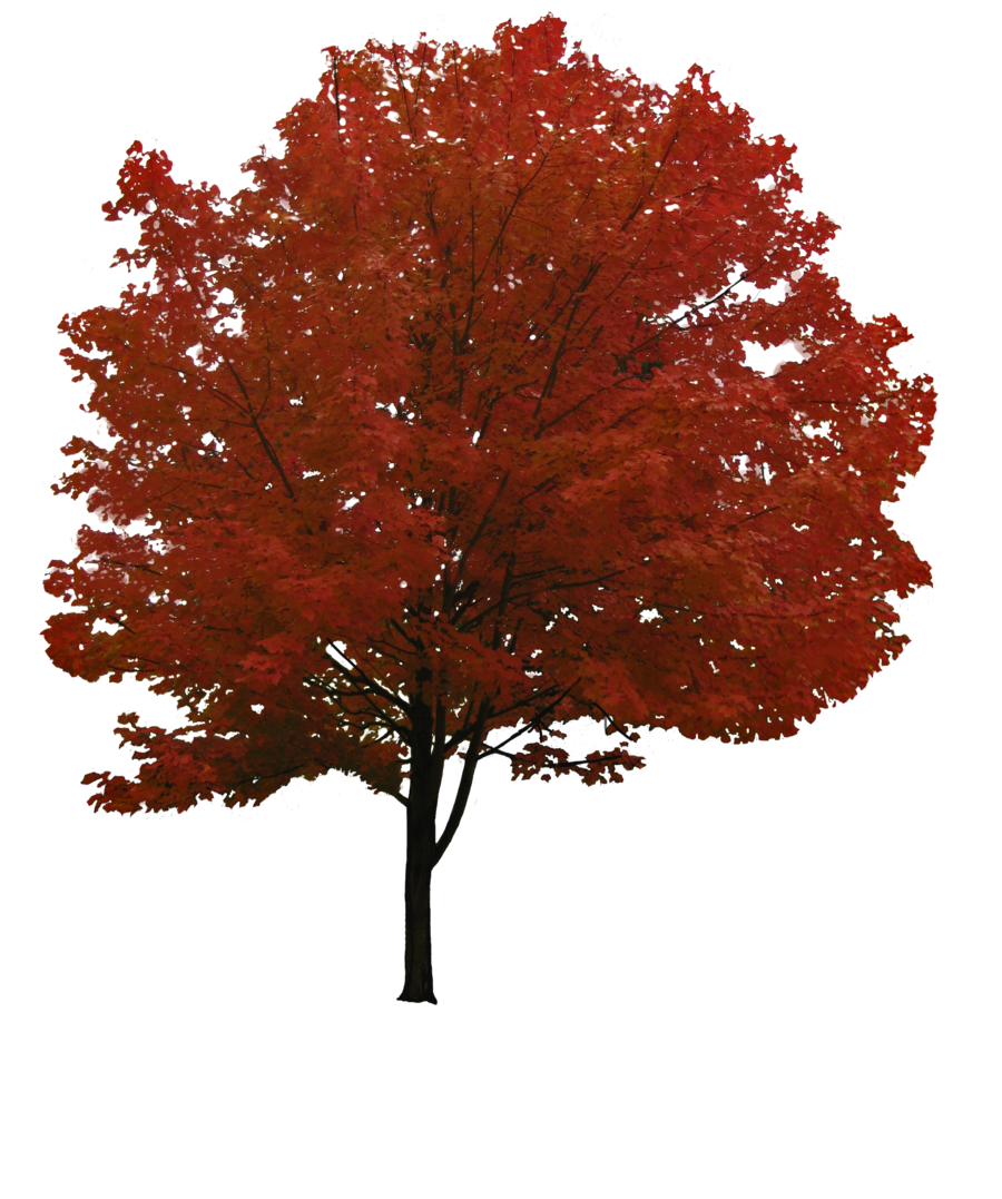 red leaf tree png images pictures download #8263