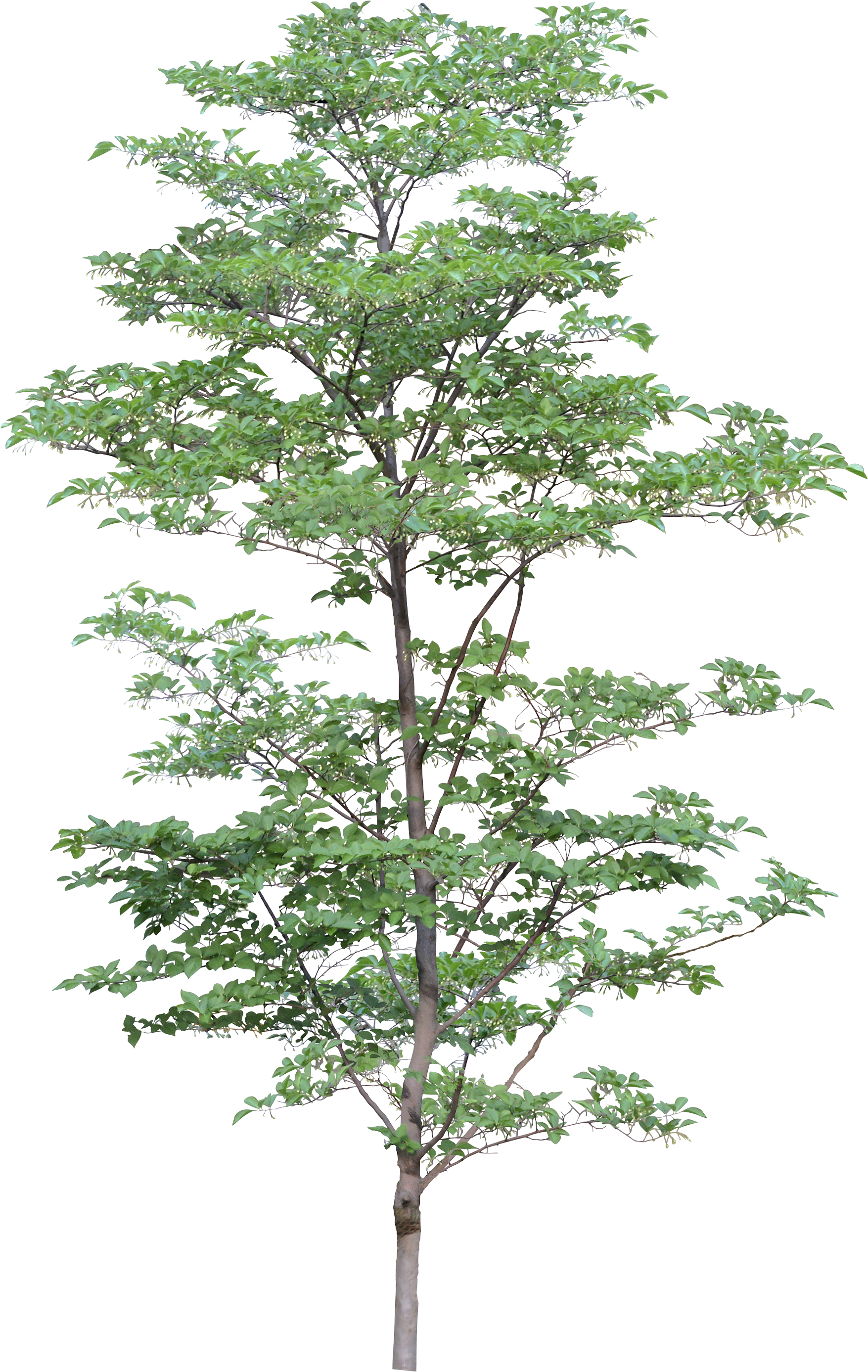 Tree PNG Images, Png Tree Transparent Background