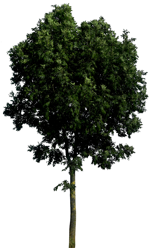 dark tree png background #8268