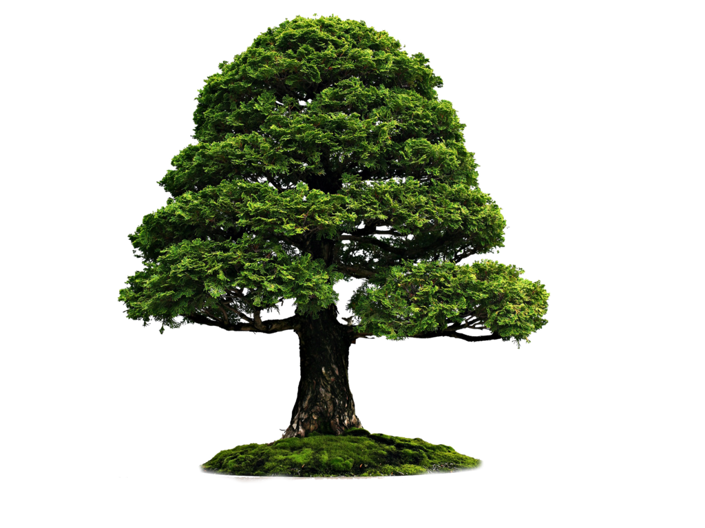 beautiful tree transparent png image download #8253