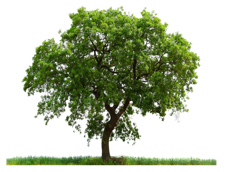 tree and grass transparent background 8243