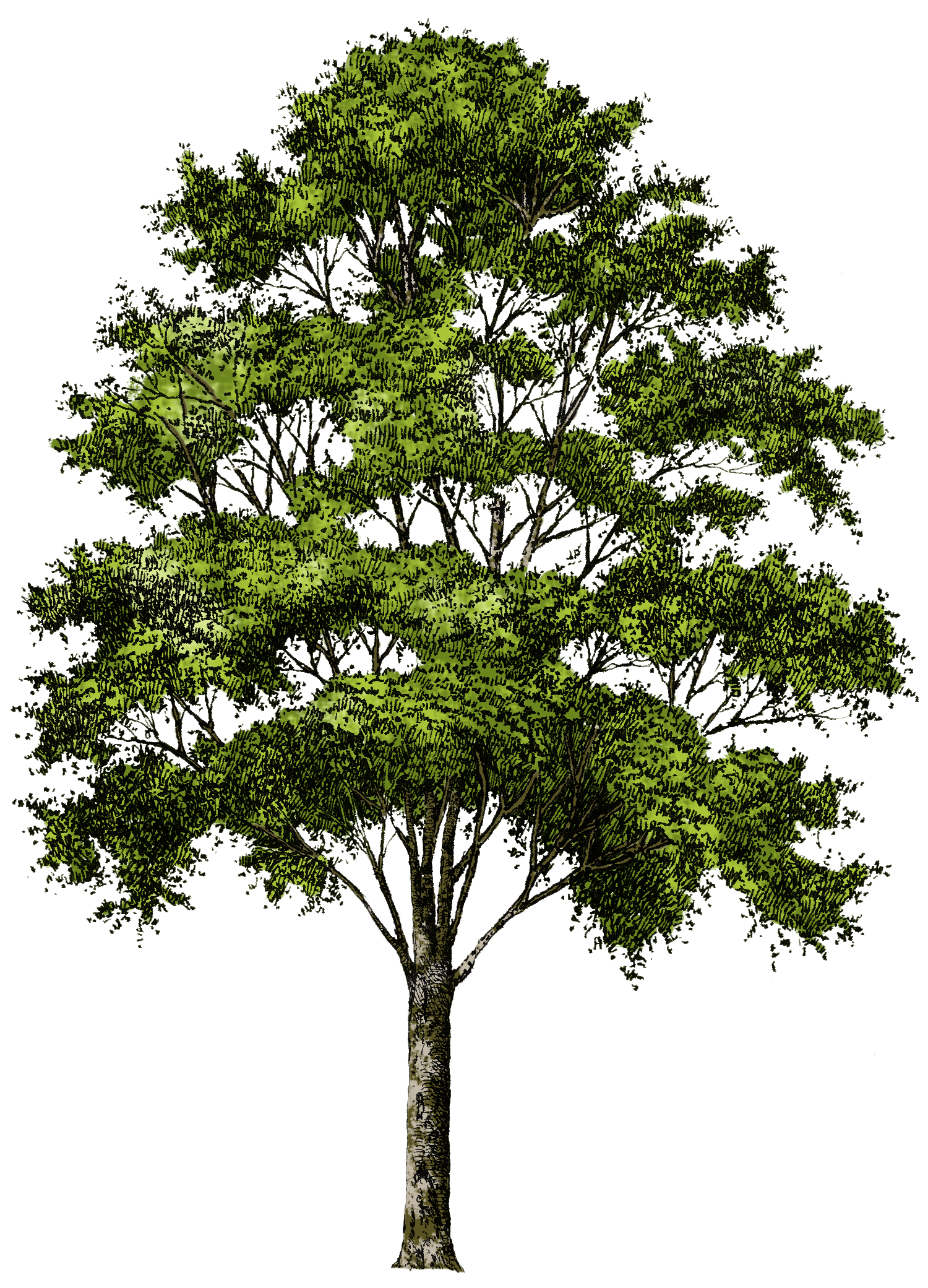 Tree PNG Images, Png Tree Transparent Background - Free Transparent PNG  Logos